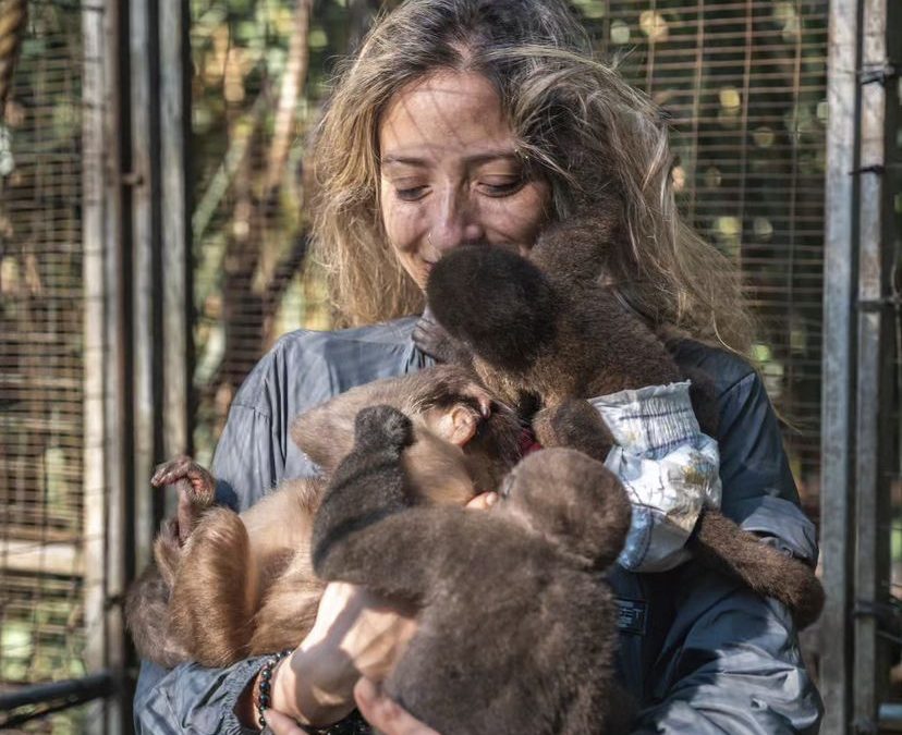 Veterinaria de la U. de Chile está construyendo un centro de rehabilitación para animales víctima de tráfico ilegal en el Amazonas